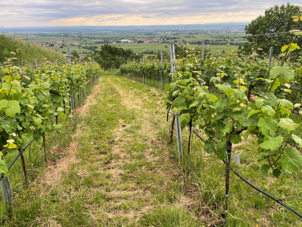 Senat der Wirtschaft beim Weinblütenfest