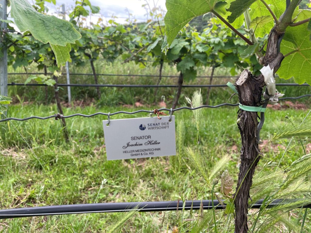Senat der Wirtschaft beim Weinblütenfest