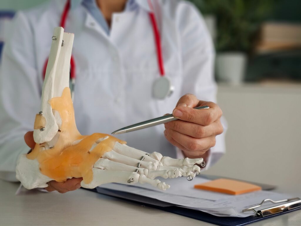 Orthopädie erklärt Fußheberschwäche am anatomischen Modell